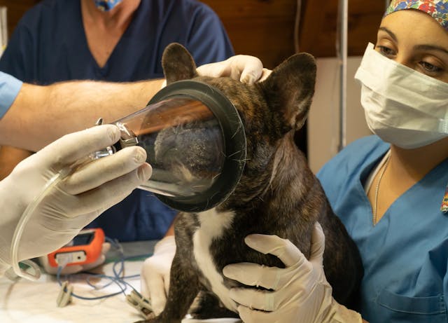 Emergency Vet in Sydney